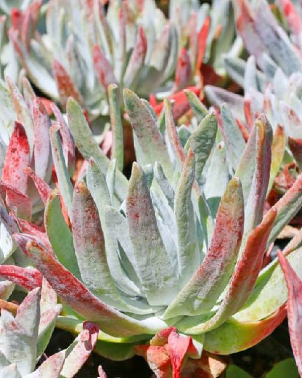 Dudleya caespitosa