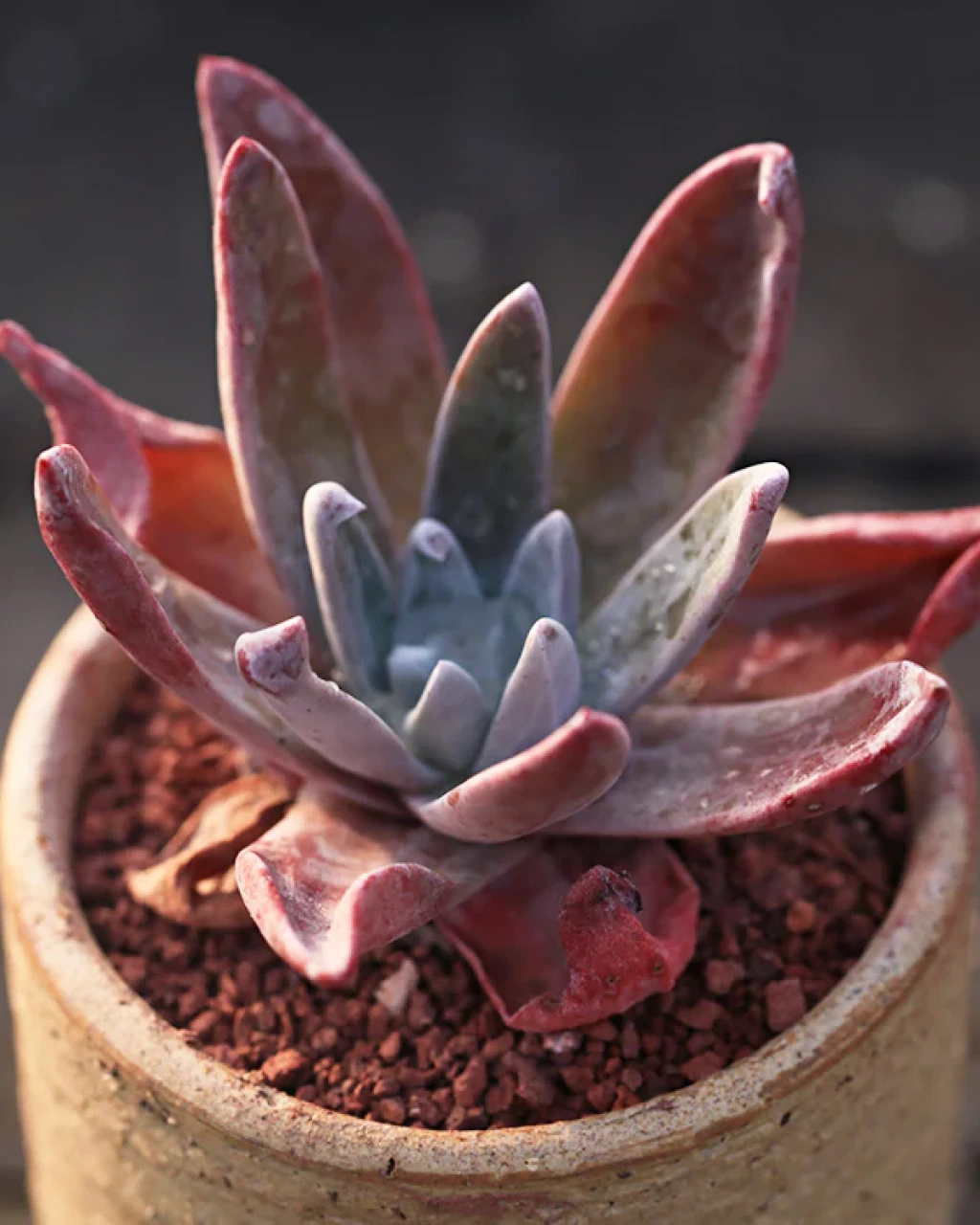 Dudleya campanaulata