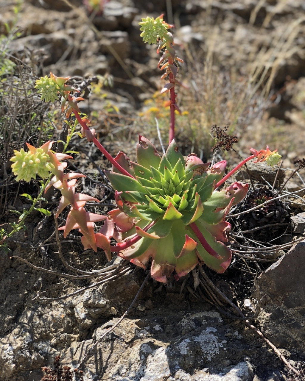 Dudleya candelabrum