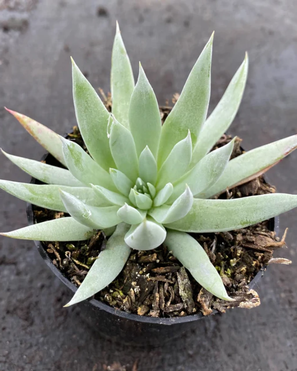 Dudleya candida
