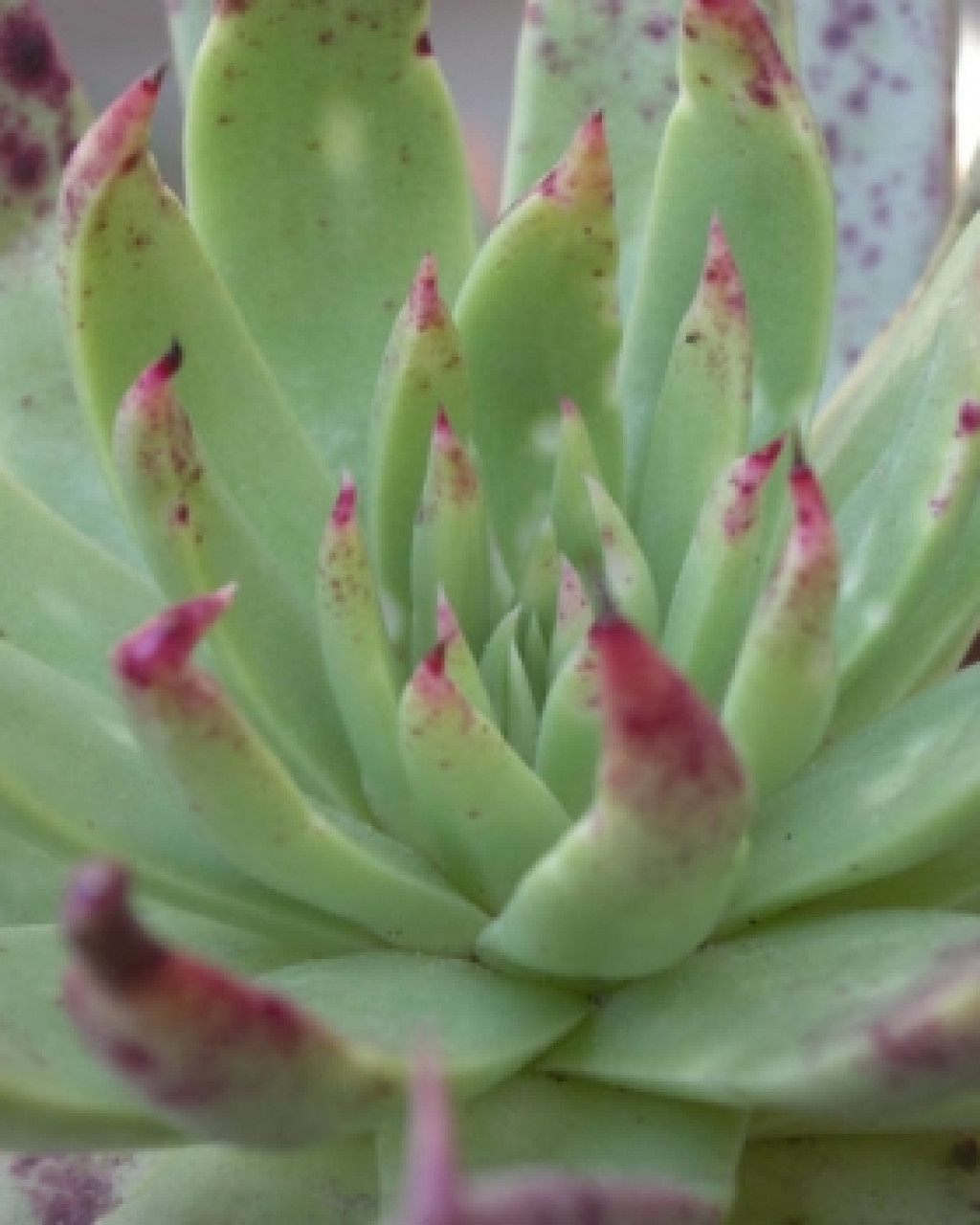 Dudleya cultrata