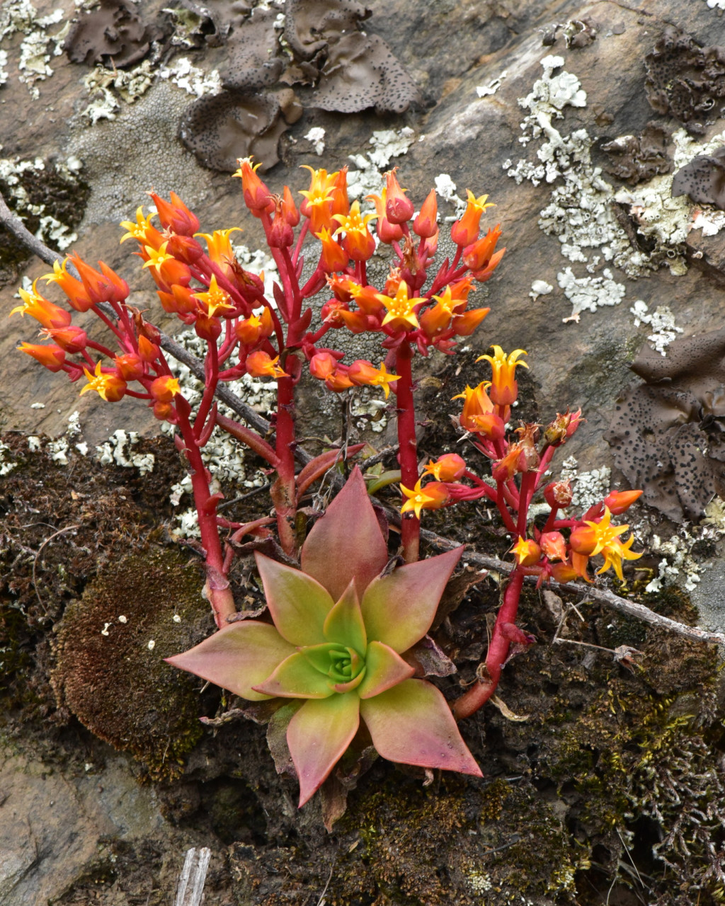 Dudleya cymosa
