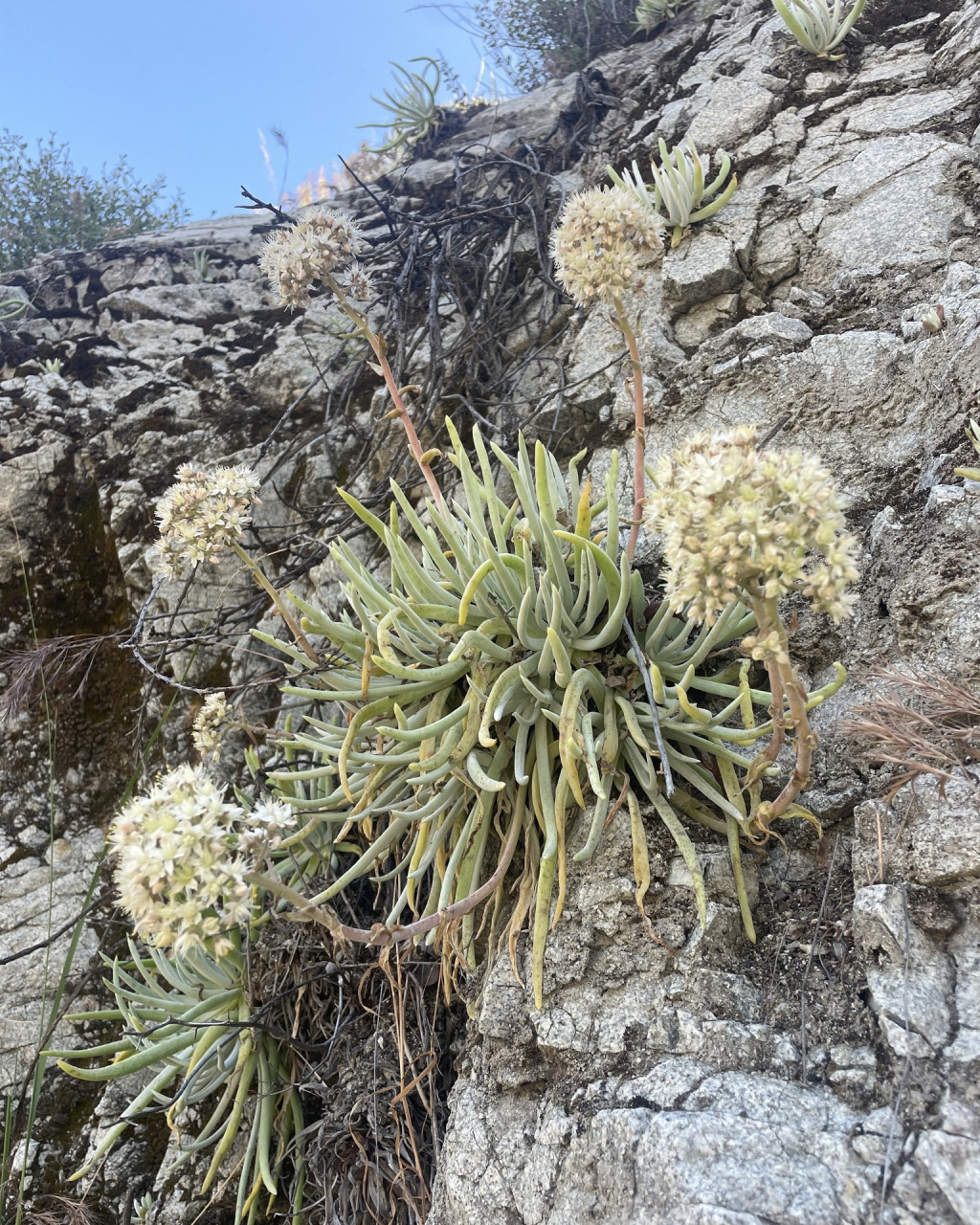 Dudleya densiflora