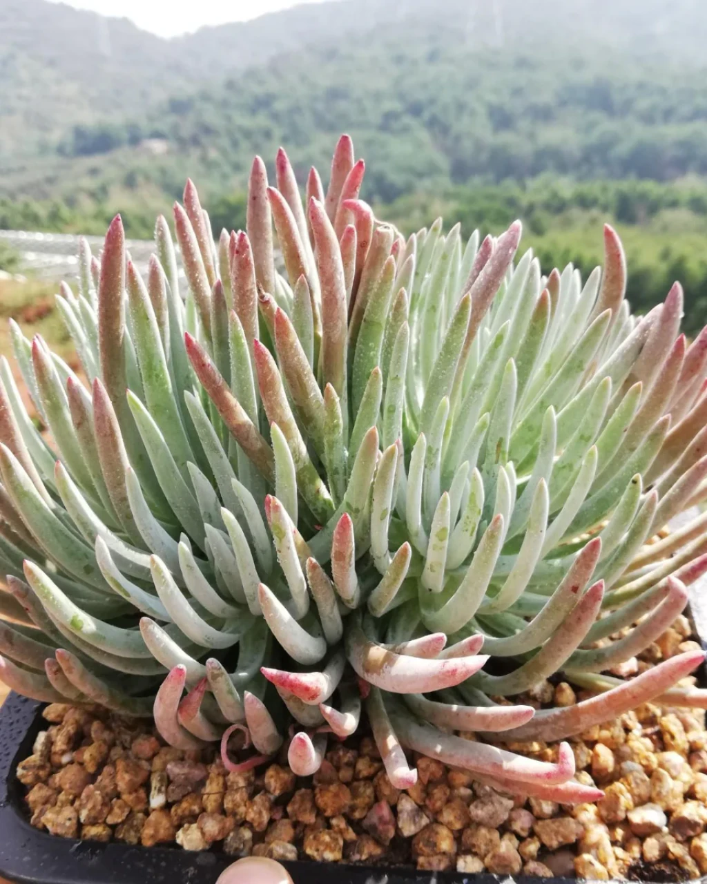 Dudleya edulis