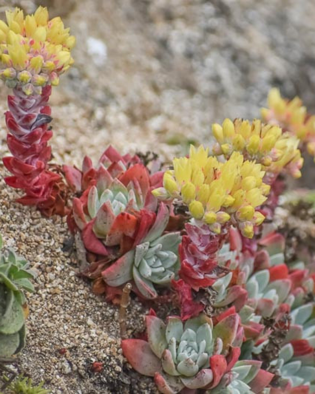 Dudleya farinosa