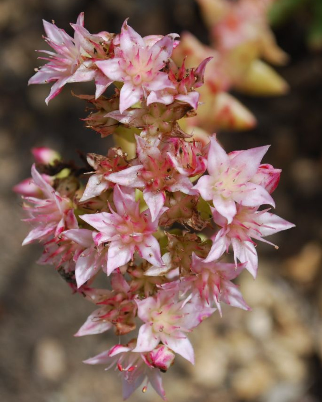 Dudleya formosa