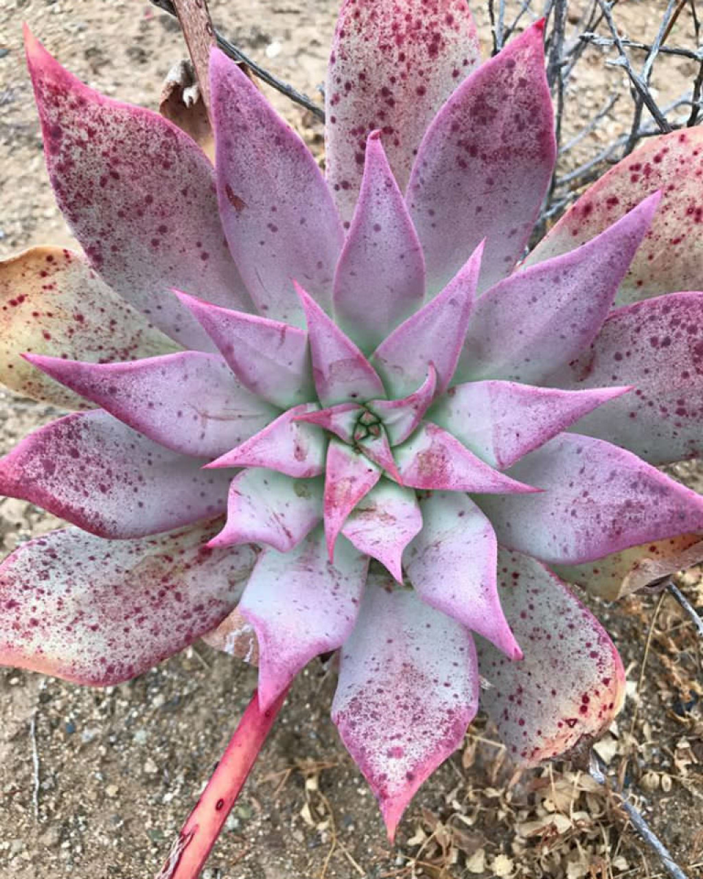 Dudleya gatesii
