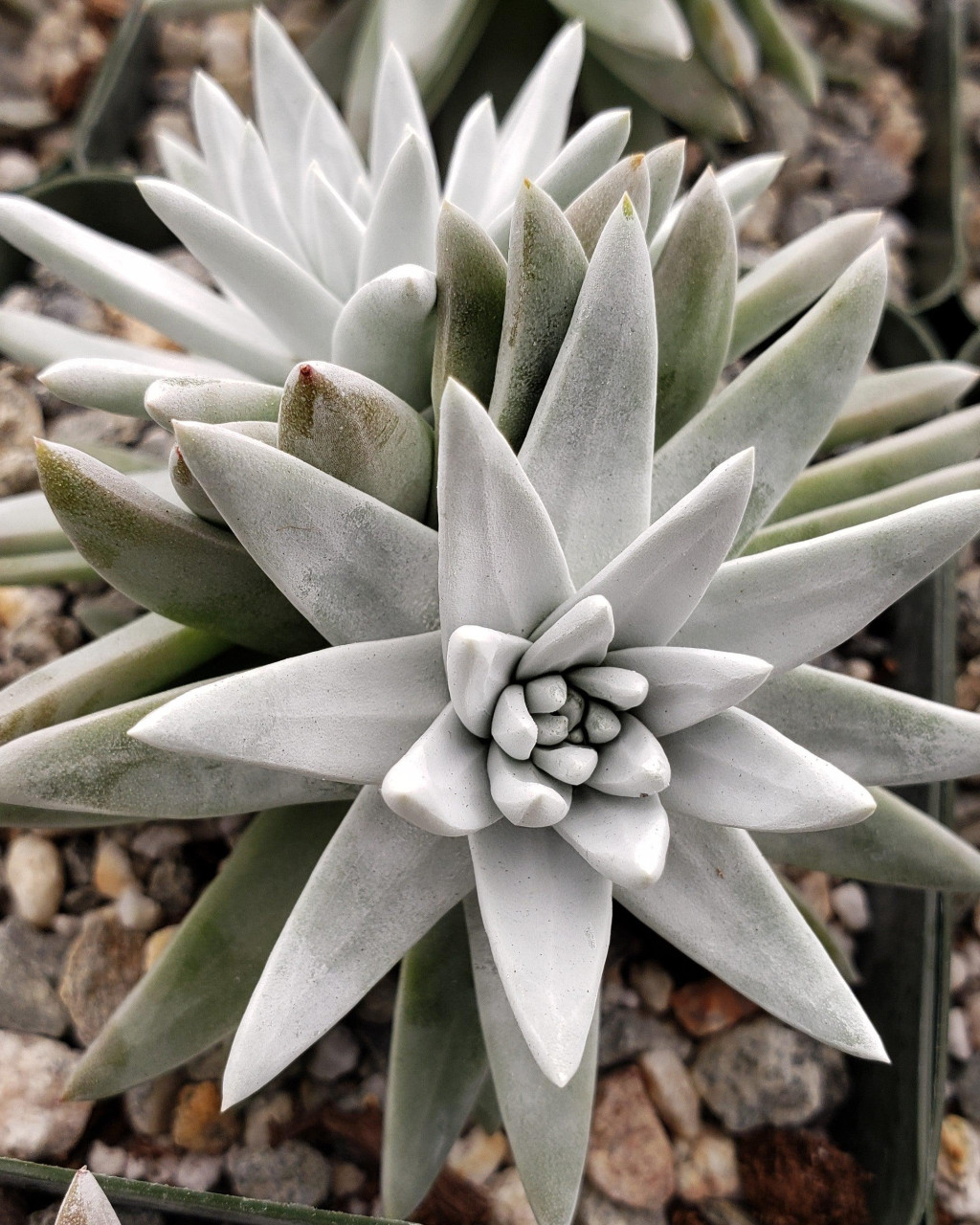 Dudleya gnoma