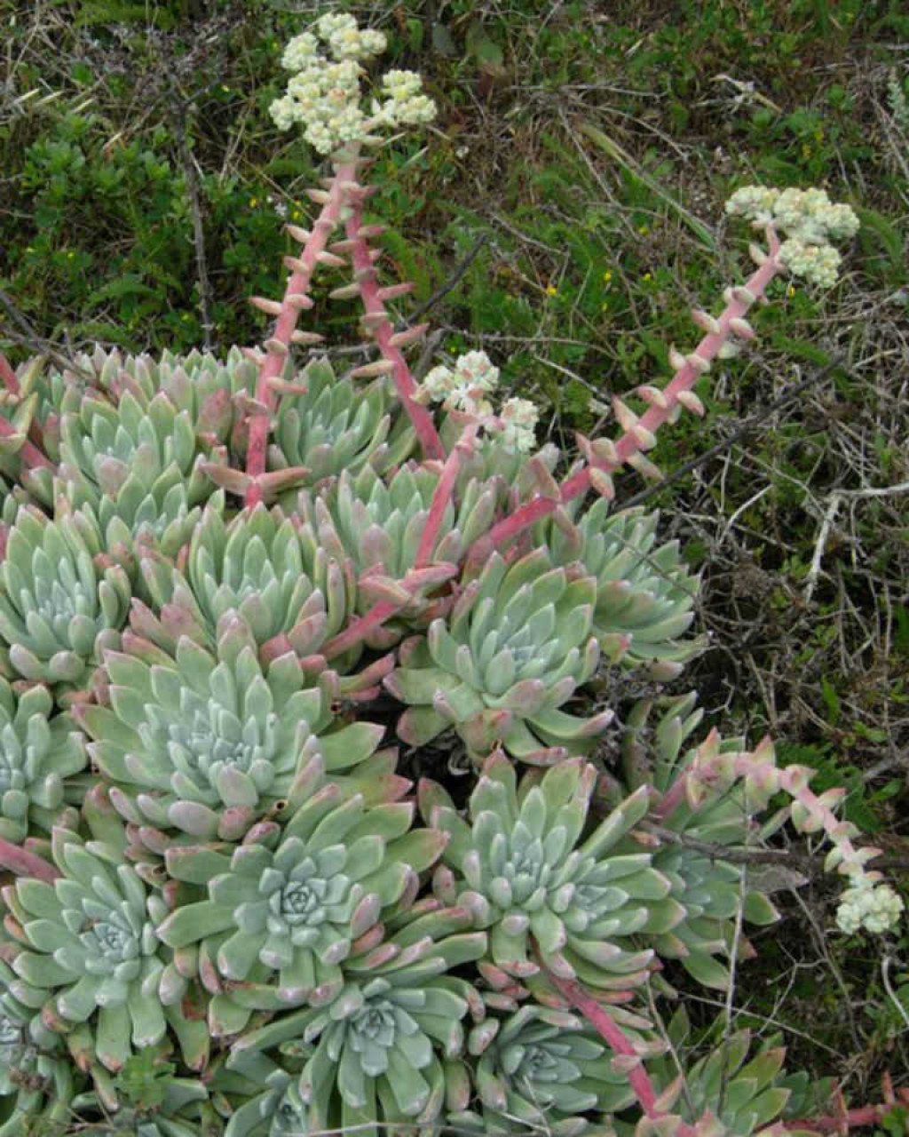 Dudleya greenei