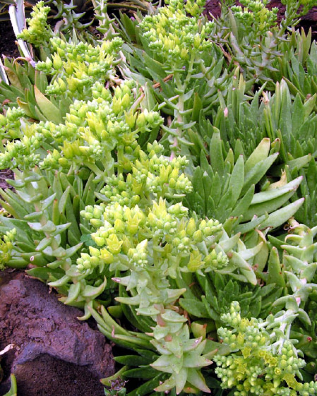 Dudleya Guadalupensis