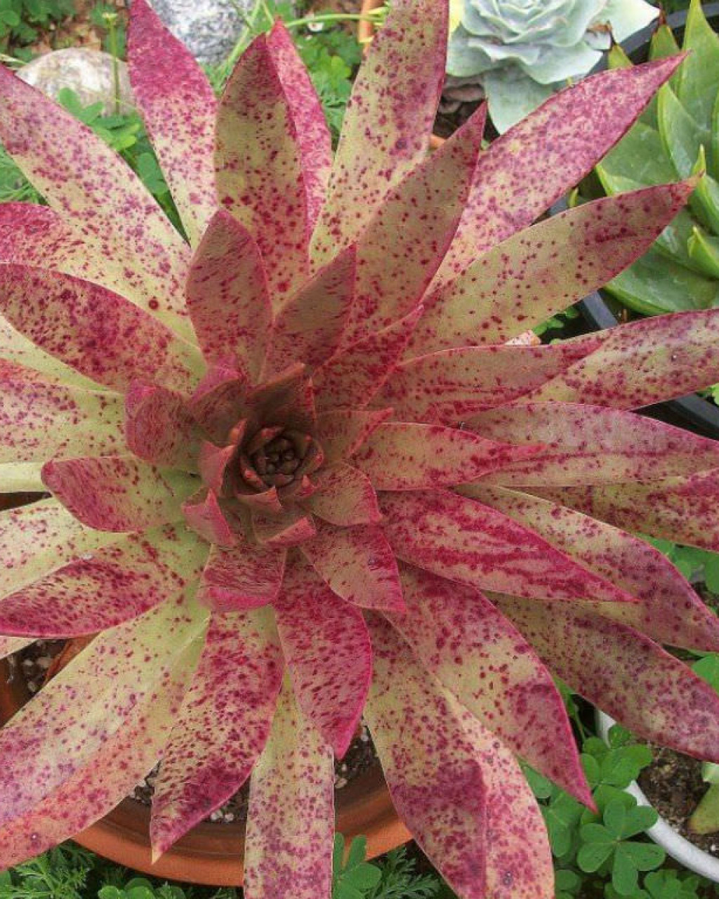 Dudleya ingens