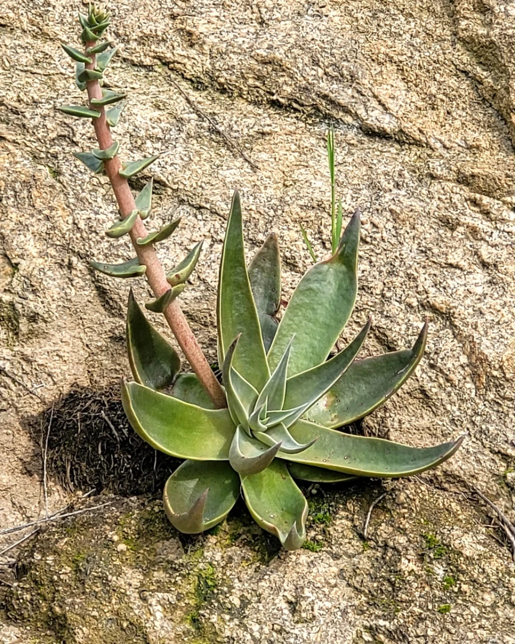Dudleya lanceolata