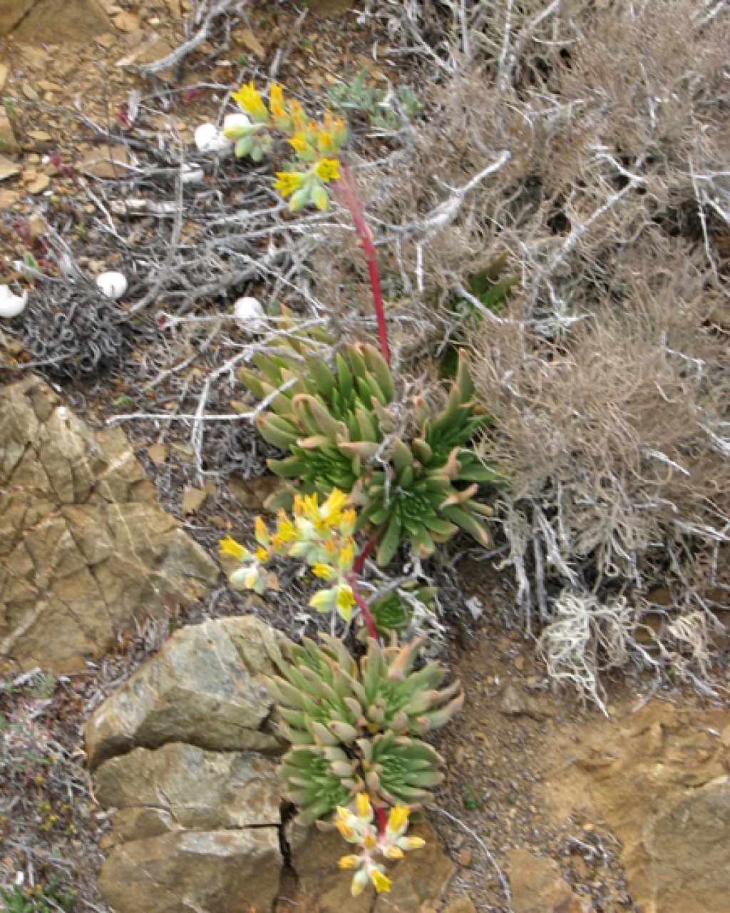 Dudleya Linearis