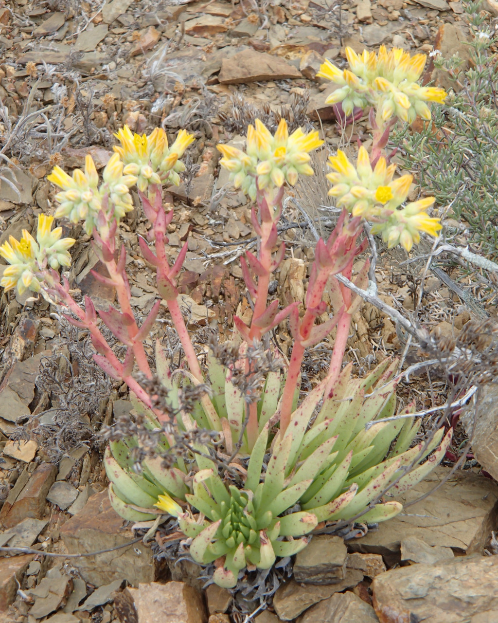 Dudleya linearis