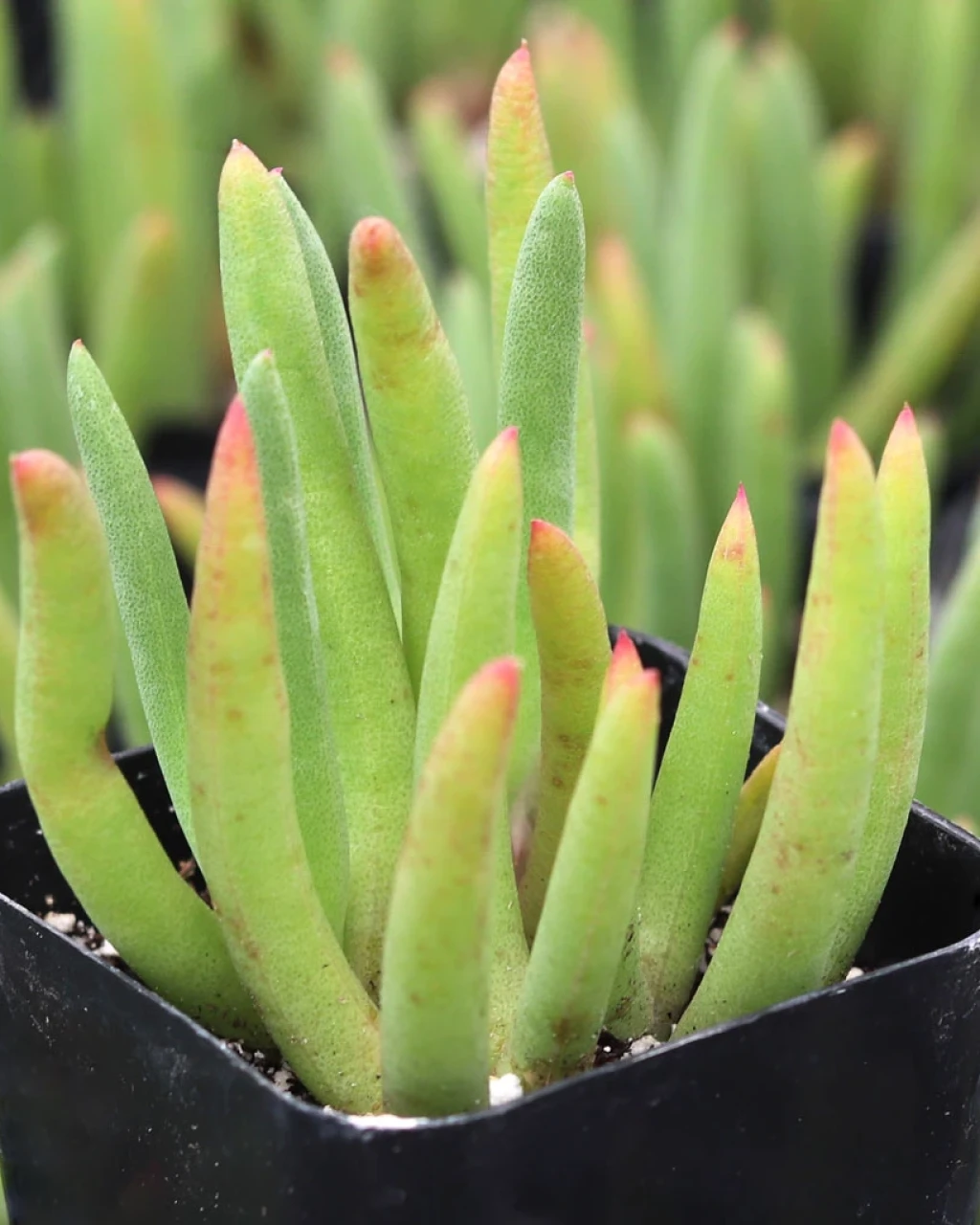 Dudleya multicaulis