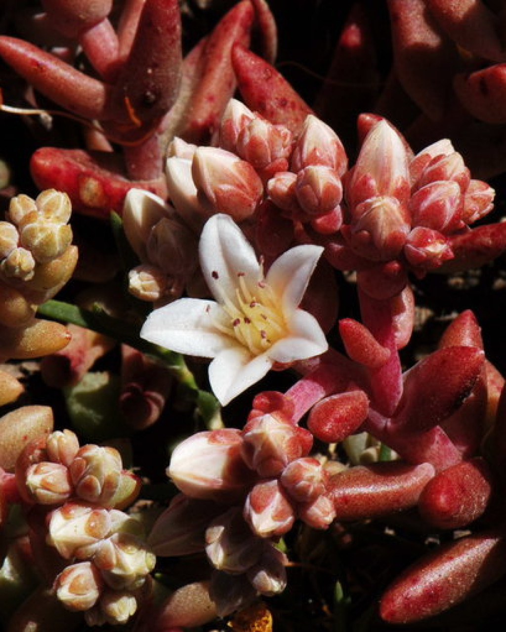 Dudleya nesiotica