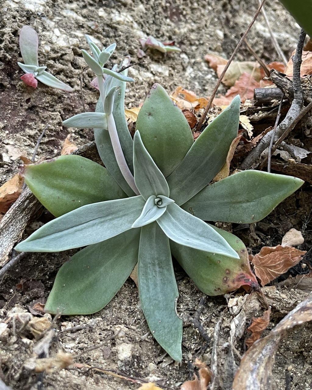 Dudleya nubigena