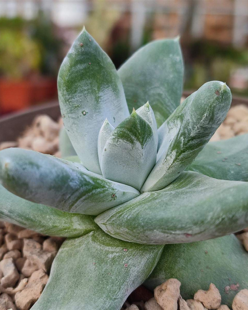 Dudleya pachyphytum