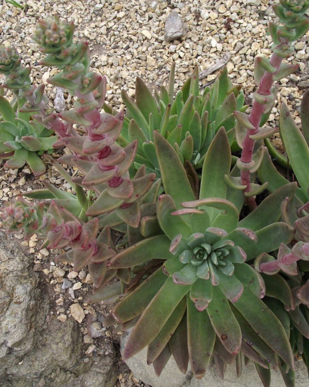 Dudleya palmeri