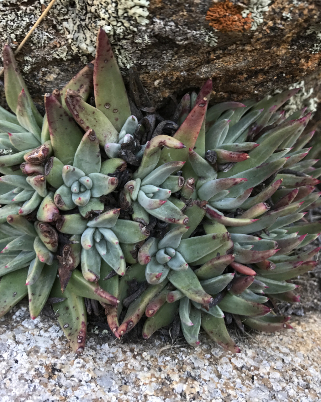 Dudleya pauciflora