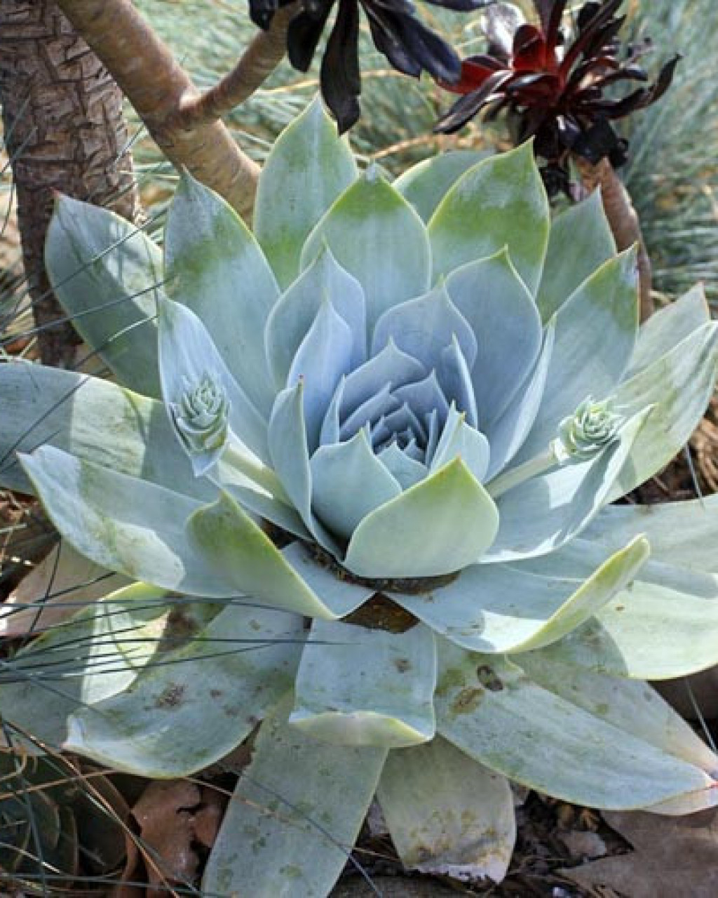 Dudleya pulverulenta
