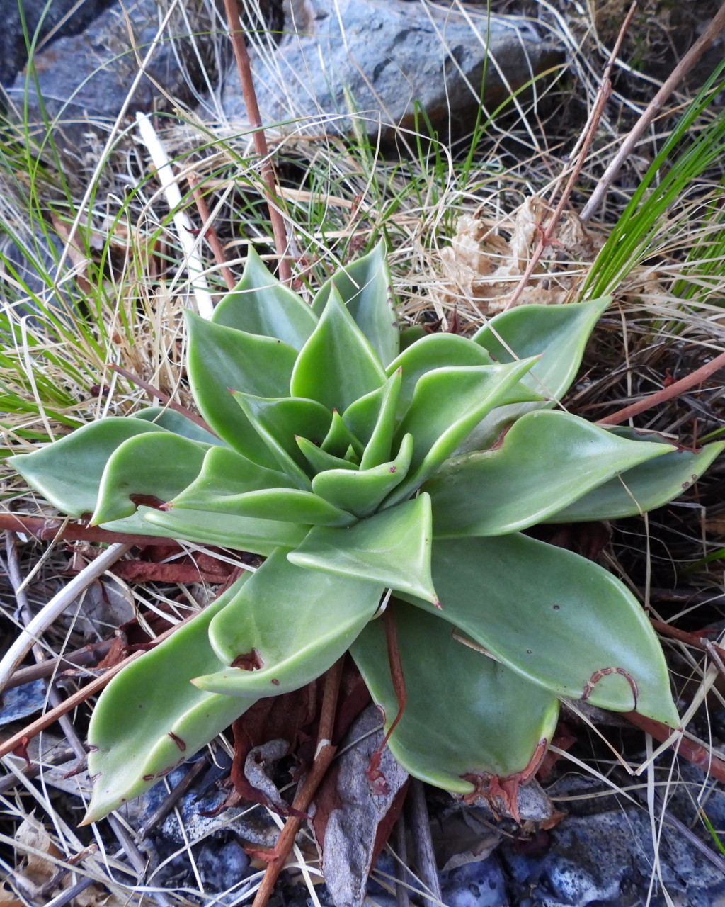 Dudleya rigida