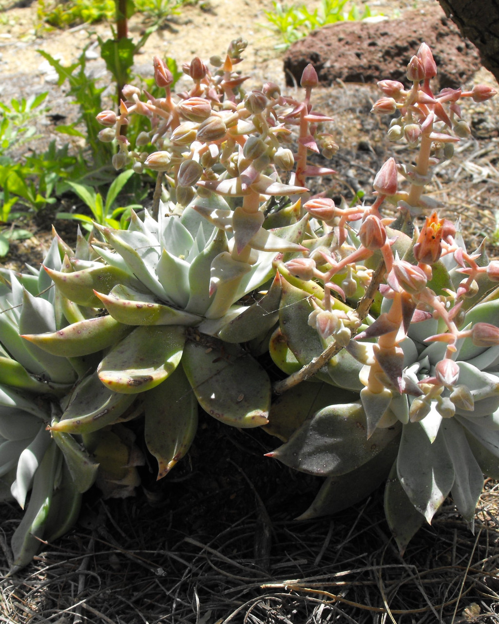 Dudleya rubens