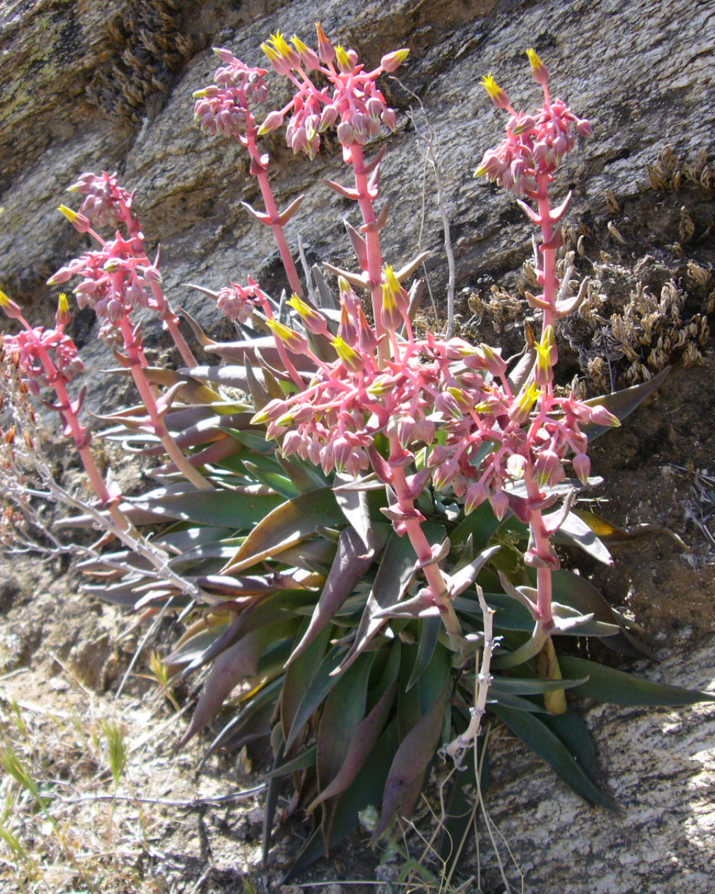 Dudleya saxosa