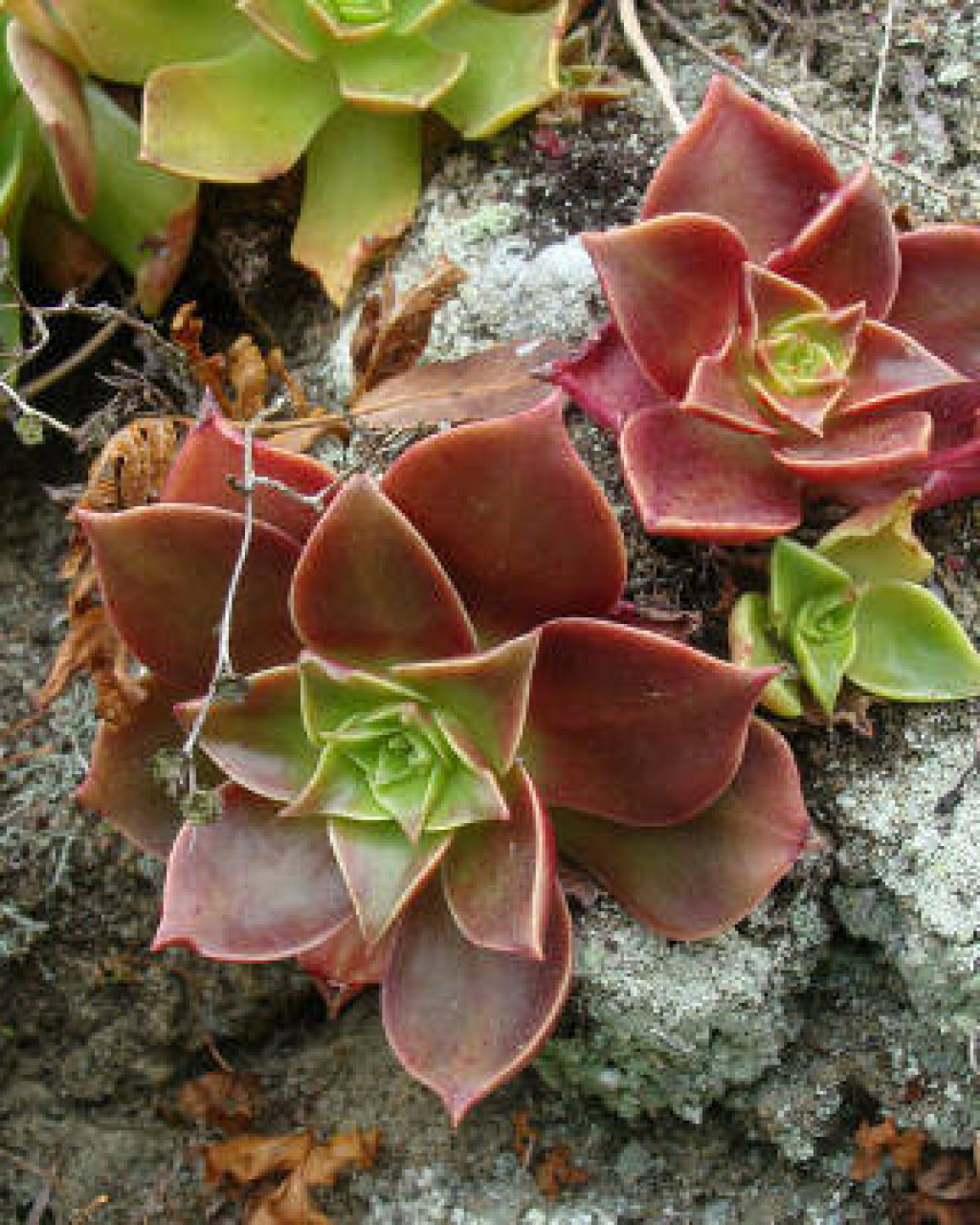 Dudleya stolonifera