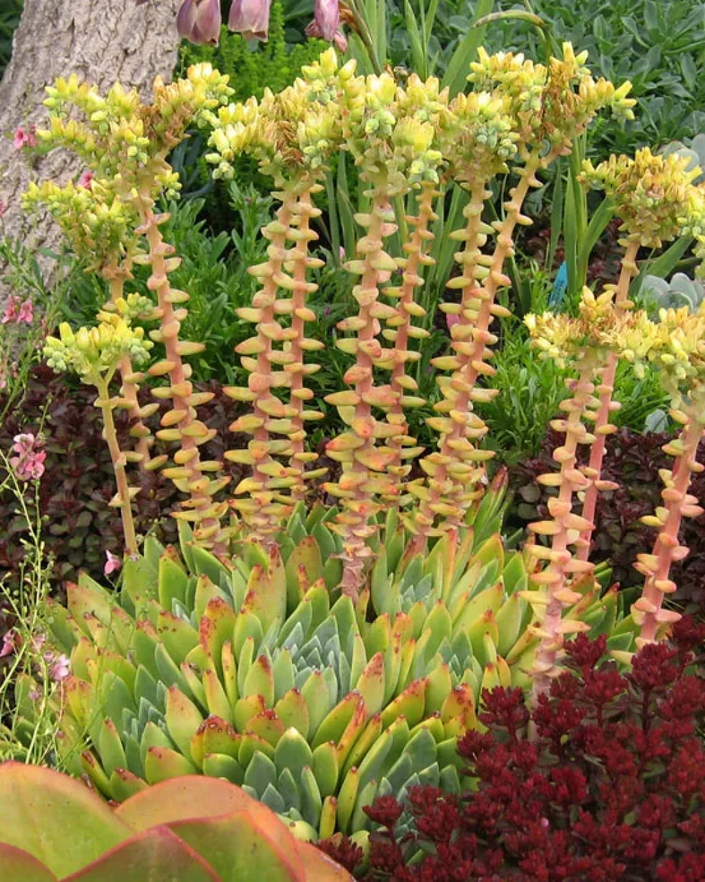 Dudleya traskiae