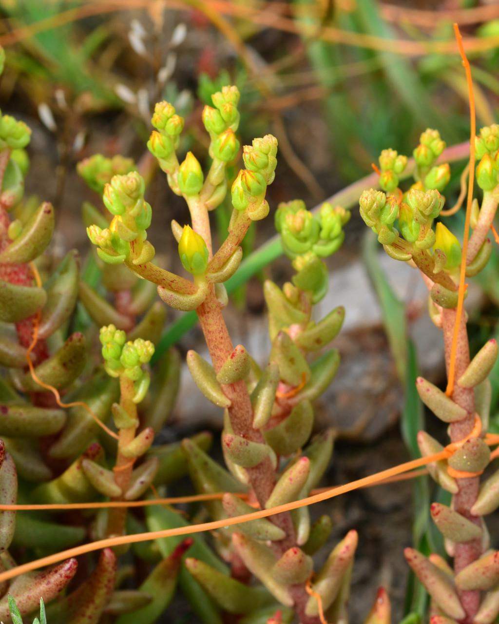 Dudleya variegata