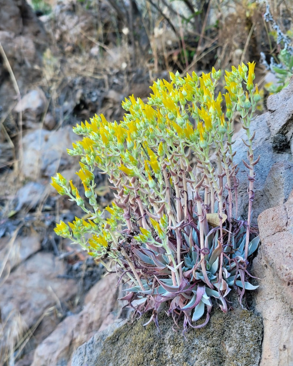 Dudleya verityi
