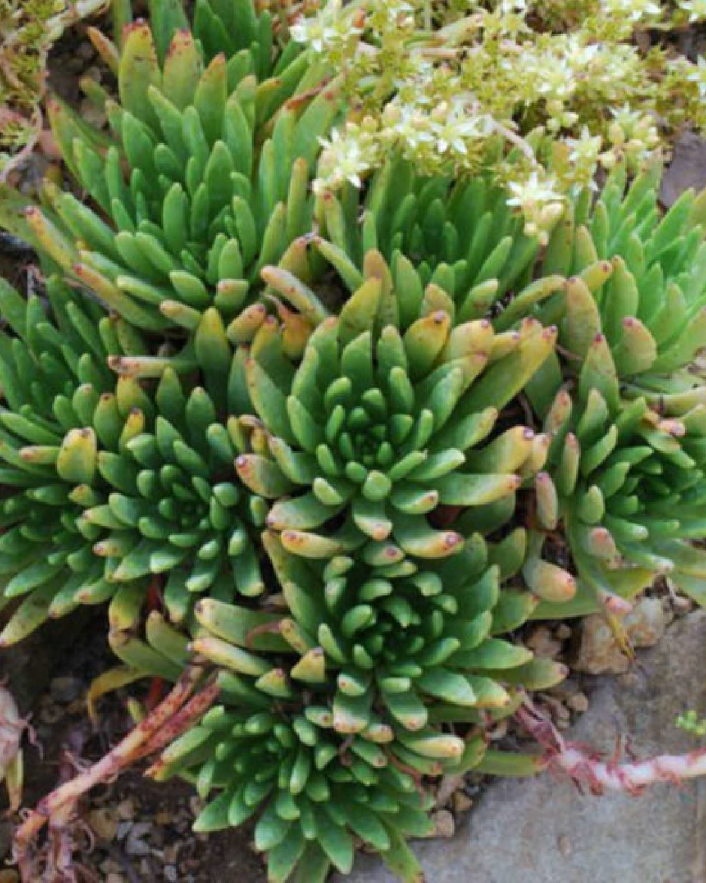 Dudleya virens