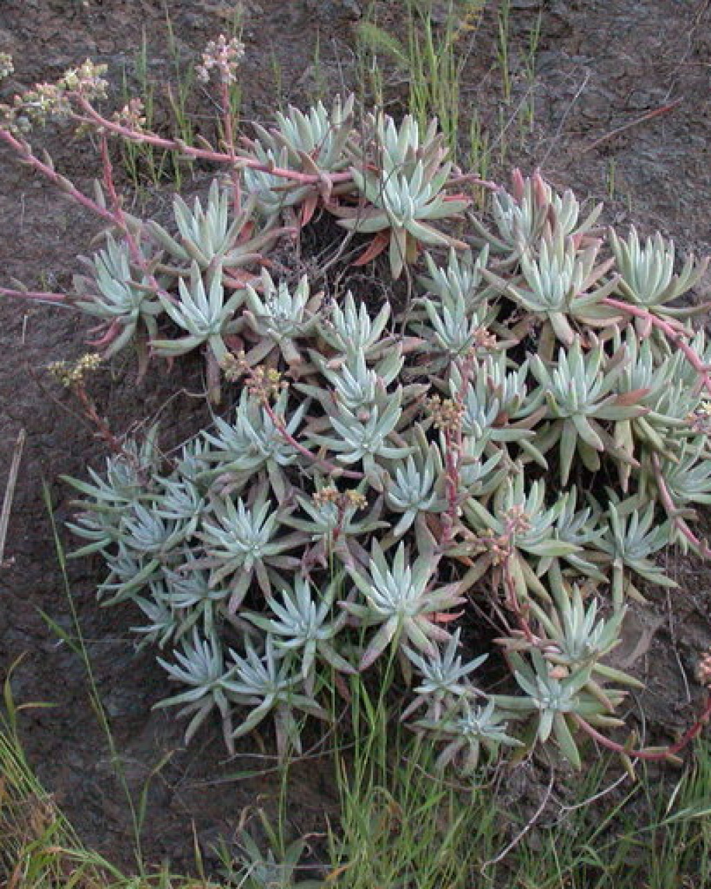 Dudleya virens subsp. hassei