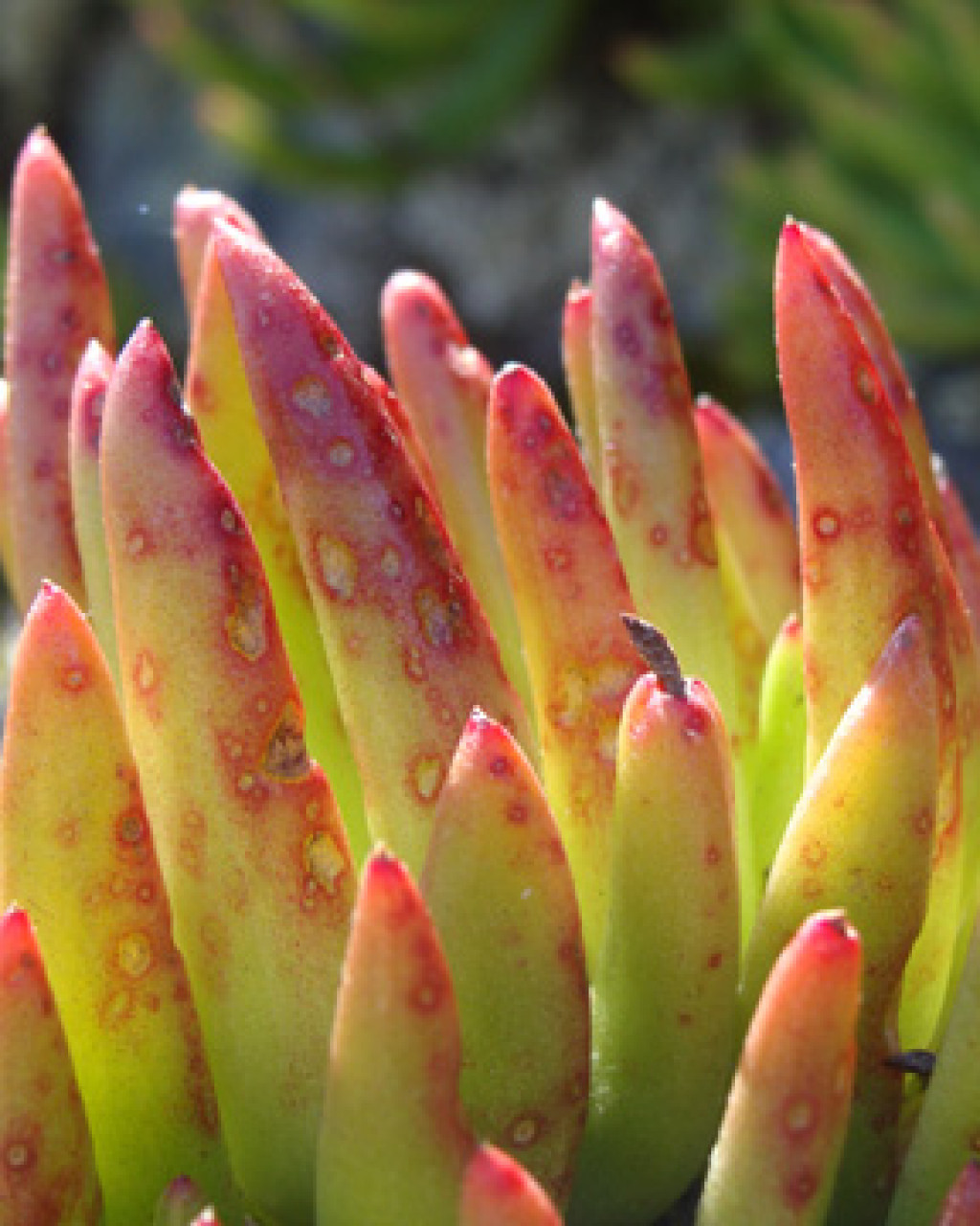 Dudleya viscida