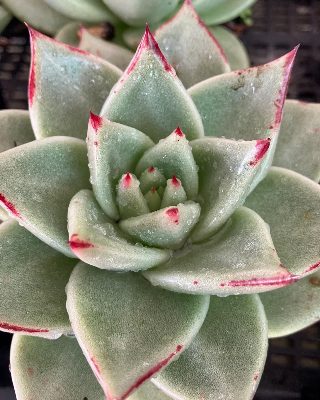 Echeveria agavoides 'Aquamarine'