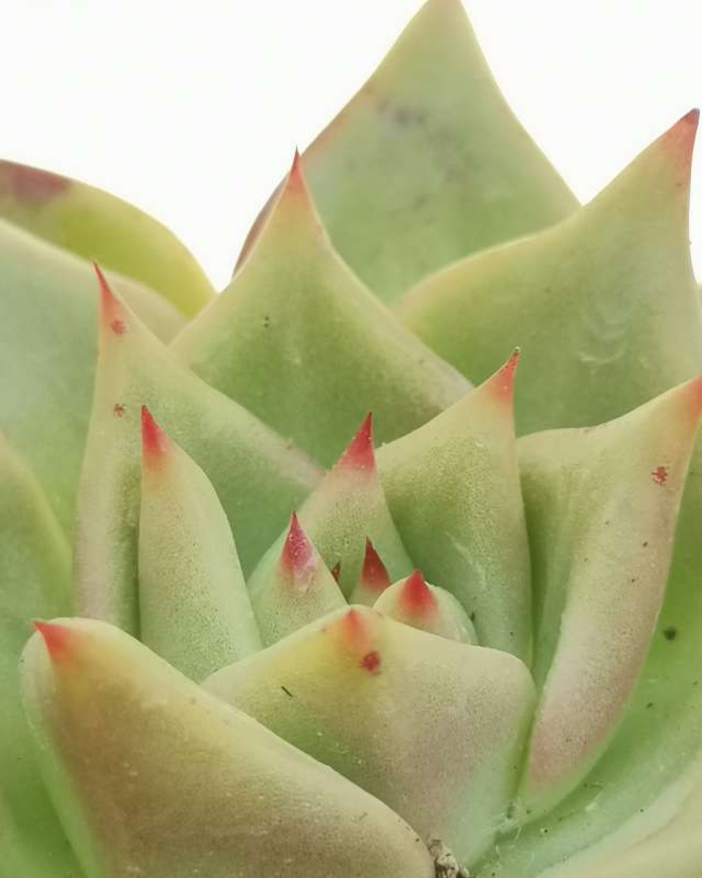 Echeveria agavoides 'Corderoyi'