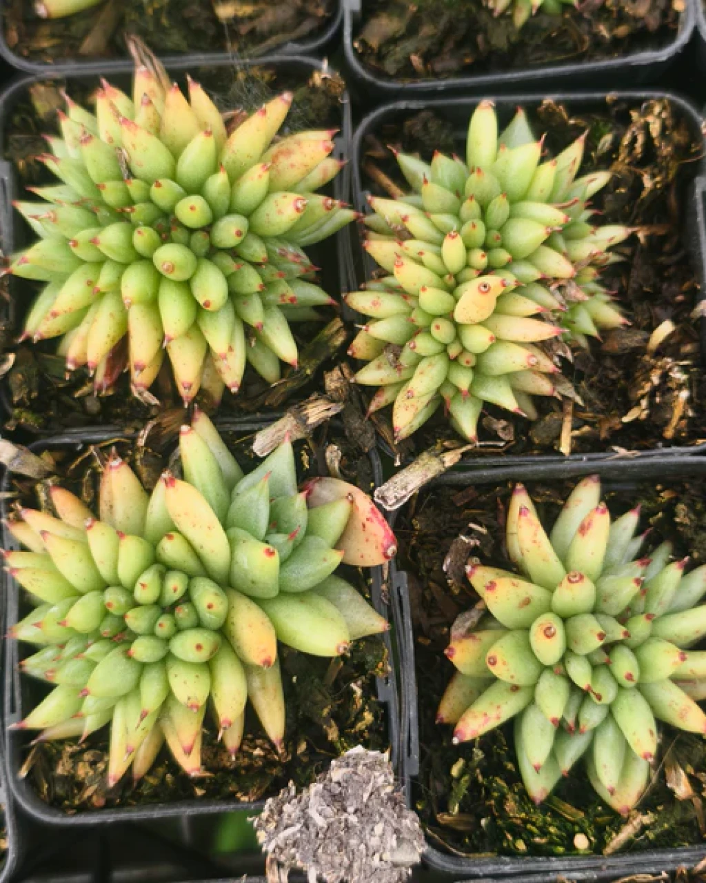 Echeveria agavoides 'Corderoyi Cristata'