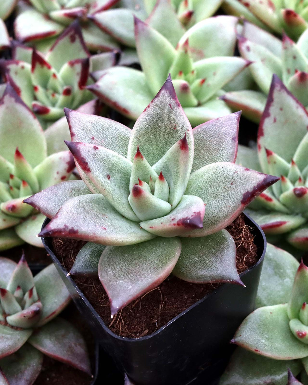 Echeveria agavoides 'Ebony'