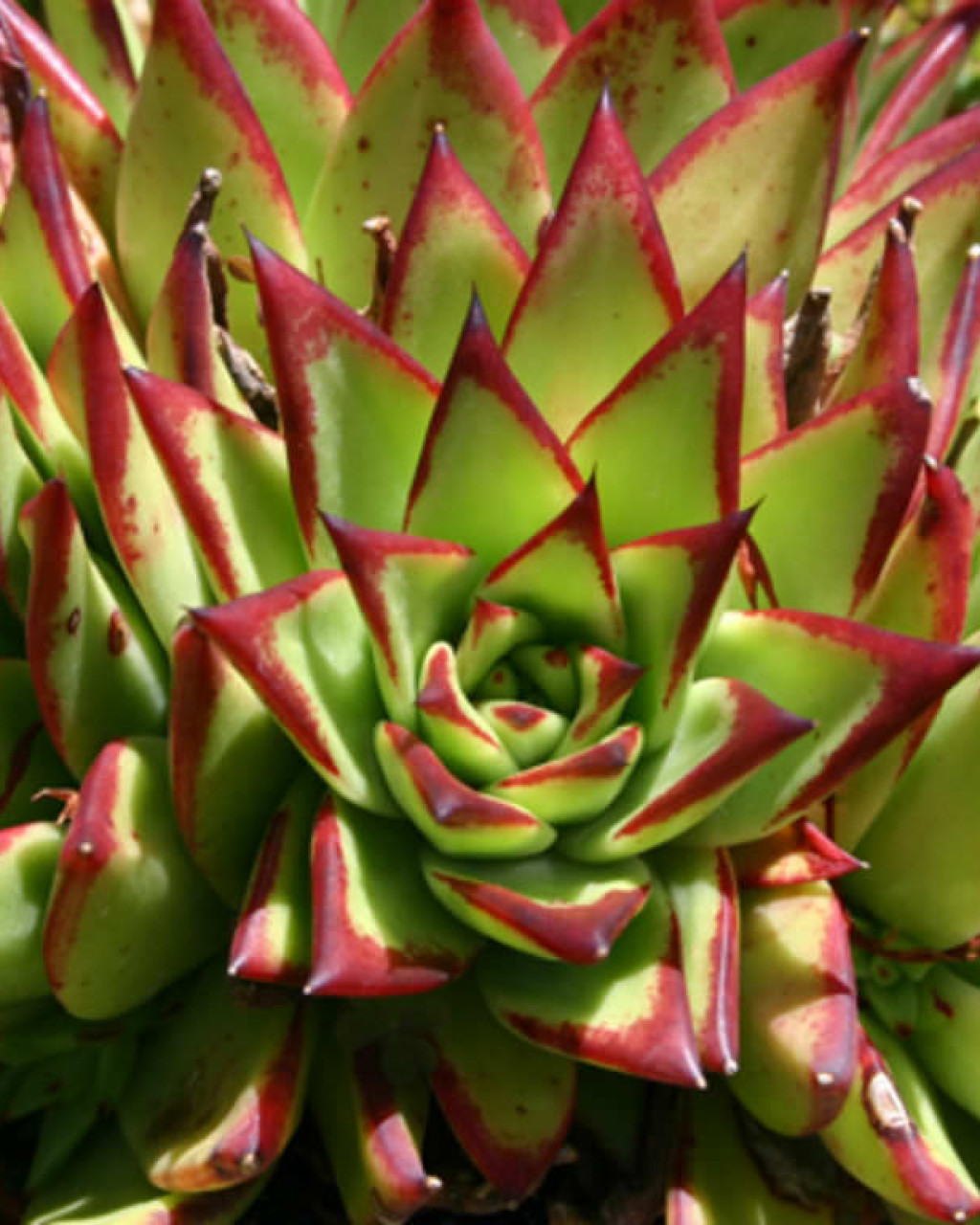 Echeveria agavoides 'Red Edge'