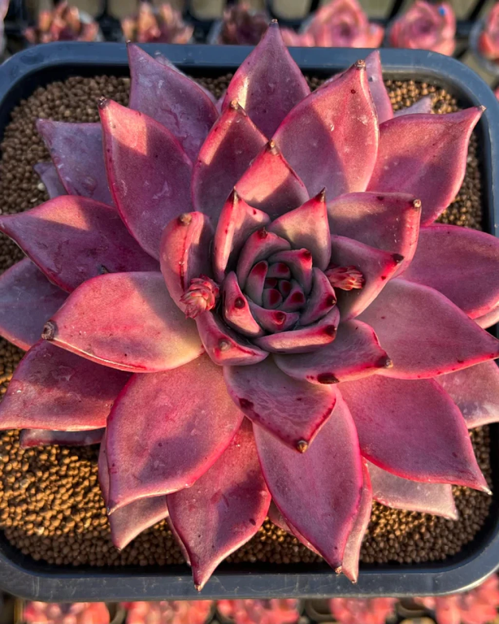 Echeveria agavoides ‘Romeo’