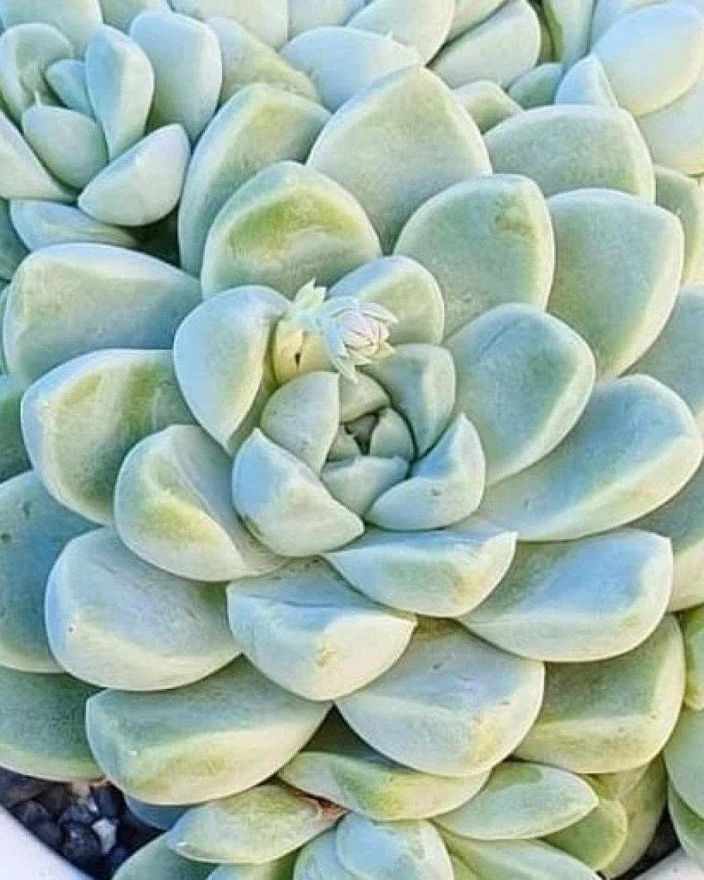 Echeveria albicans