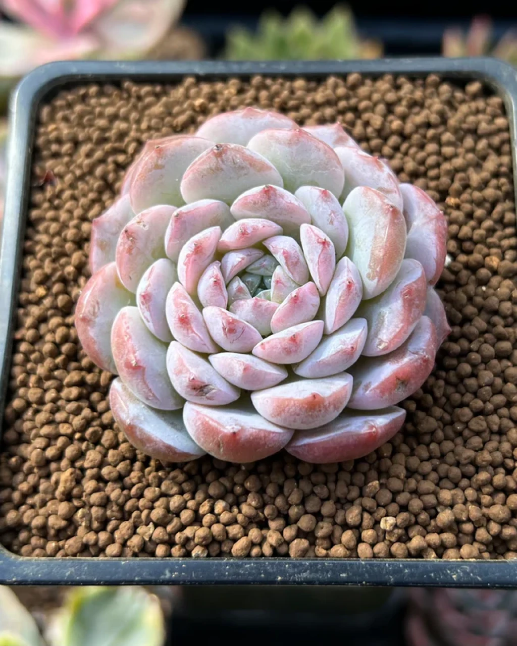 Echeveria 'Amazing Grace'