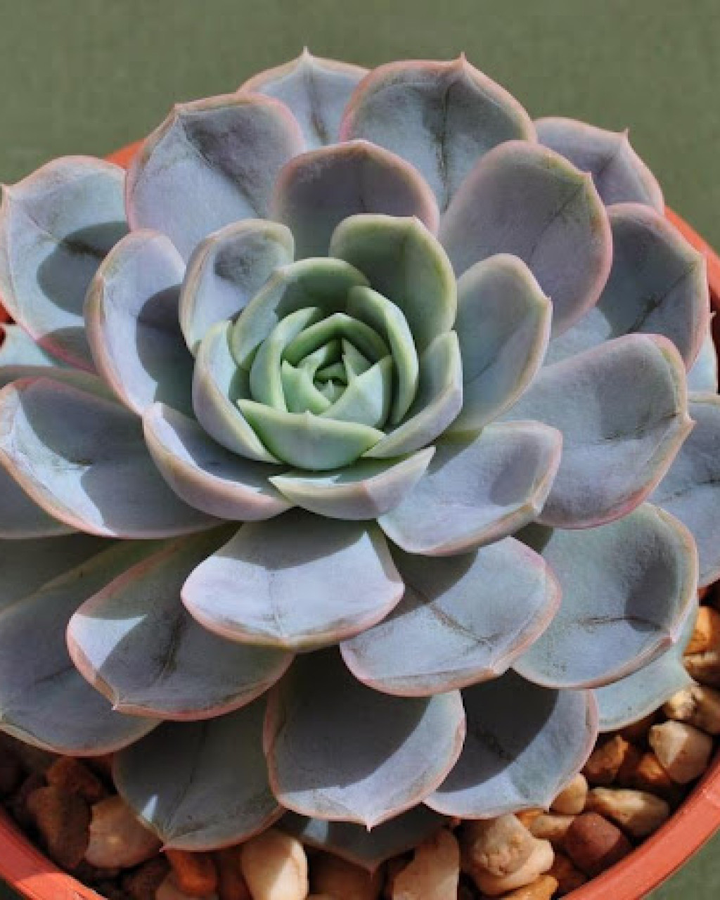 Echeveria 'Andrew's Choice'