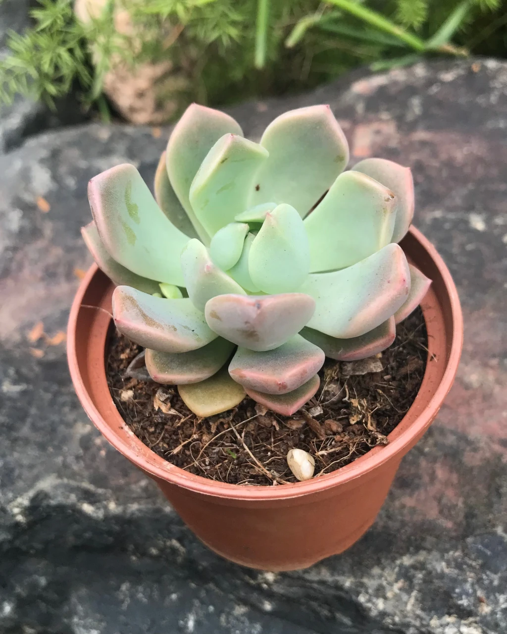 Echeveria 'Apollo'