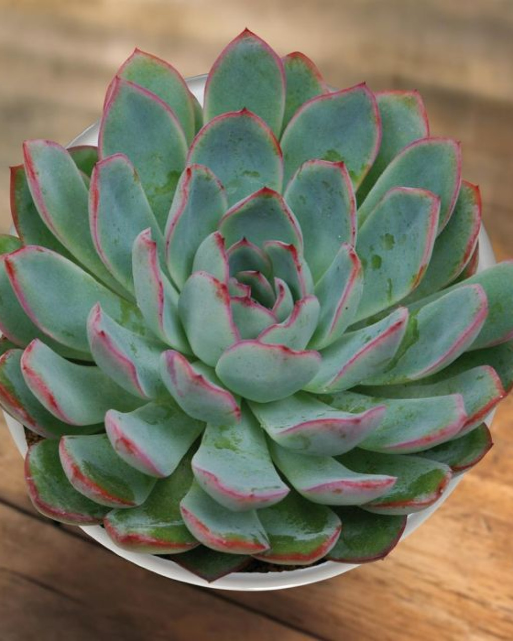 Echeveria 'Apus'