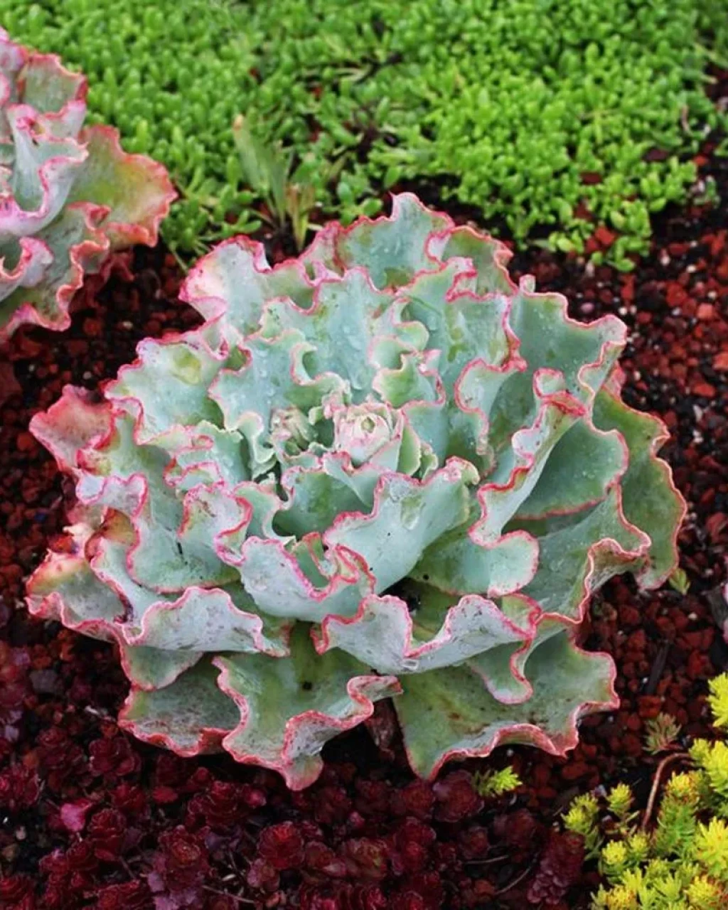 Echeveria 'Aquarius'