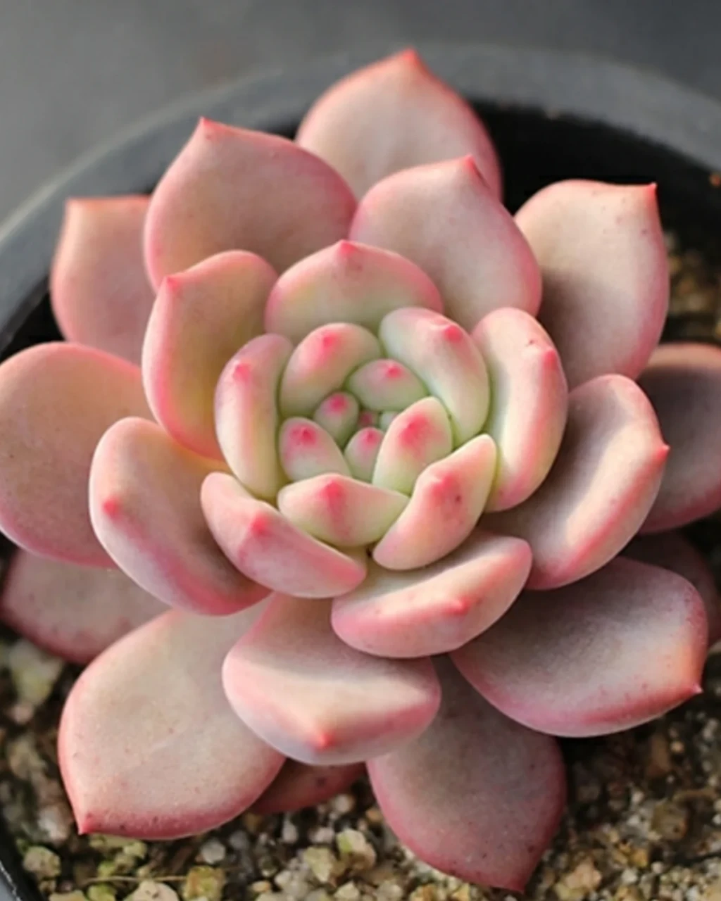 Echeveria 'Ariel'