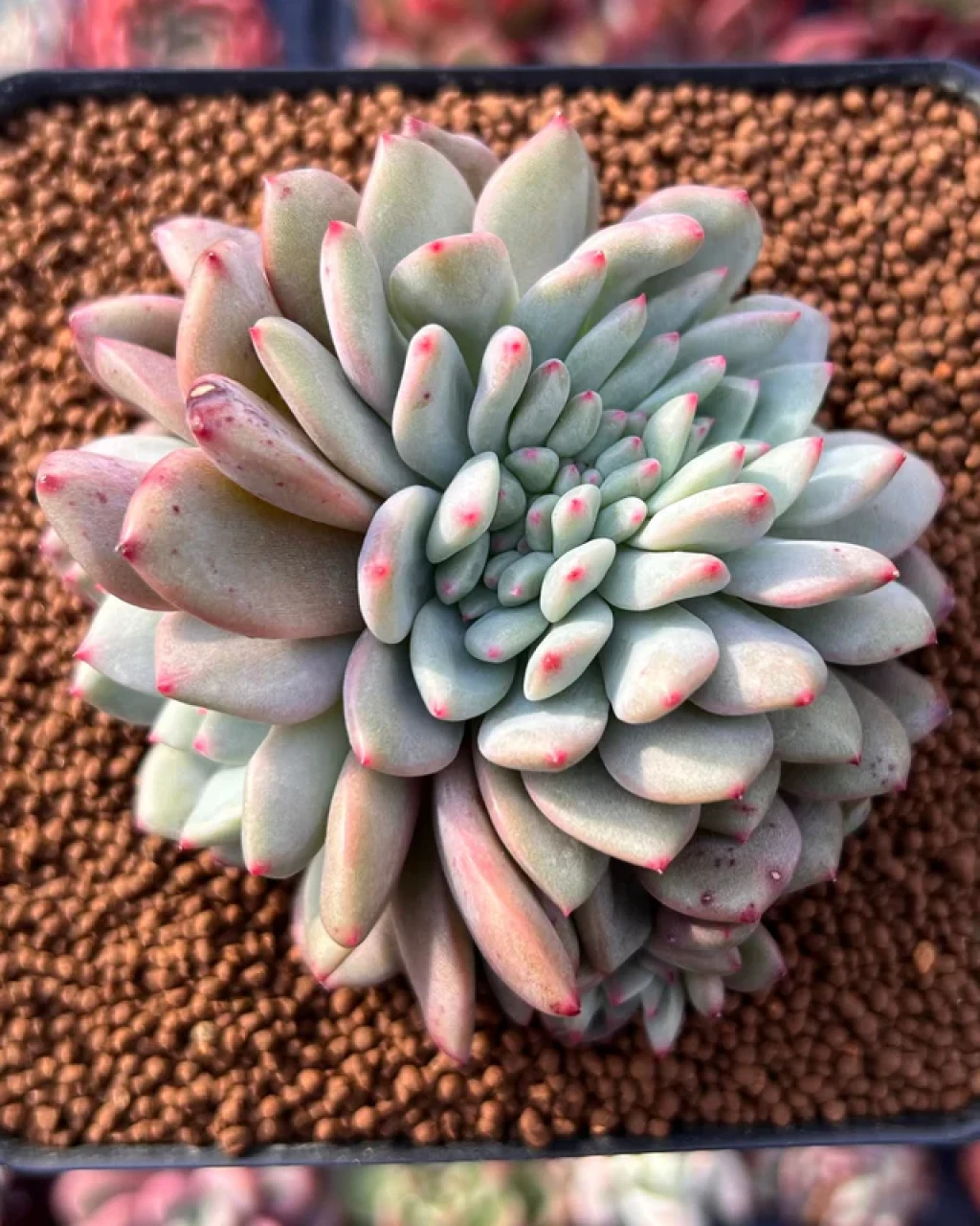 Echeveria ‘Ariel’ Crested