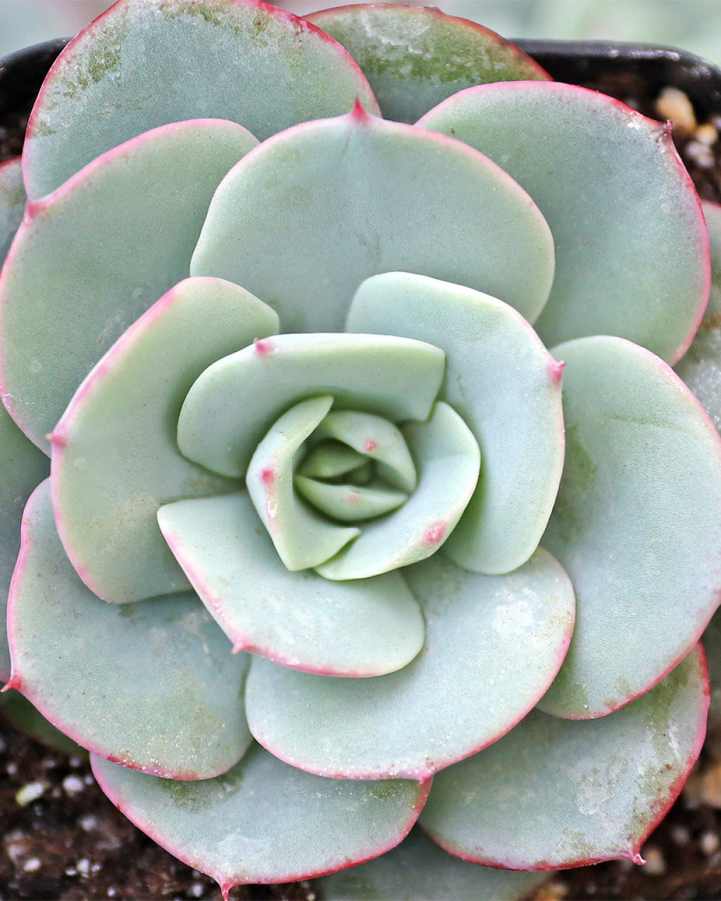 Echeveria 'Atlantis'